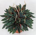 Peperomia caperata rosso.jpg